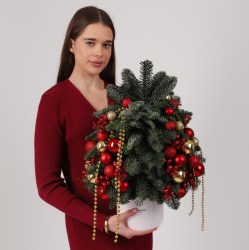 zhivaya elka iz datskoj pihty 4